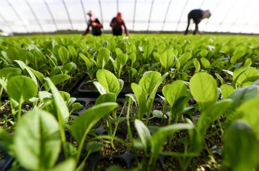 植物源有機肥日益受歡迎，它為啥就比雞糞好？
