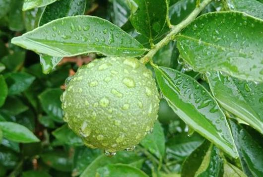 六月降雨，對果樹有什么利和弊？