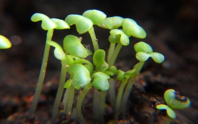 植物生存之道：果樹的芽休眠與破眠